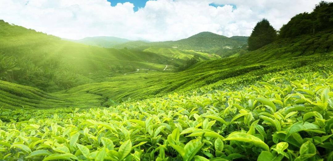 Netasha Holiday And * Cameron Highlands